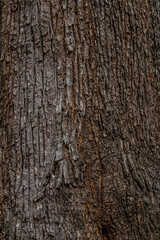 tree skin rough texture photo