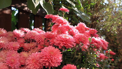 chrysanthemum, pink and white flowers in the autumn