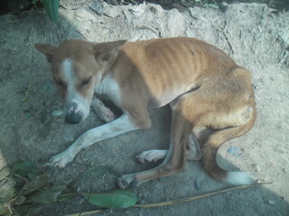 Emaciated stray dog resting on sandy ground, a sad sight of neglect