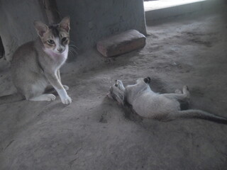 Two cats are resting in a shady place on a hot summer day