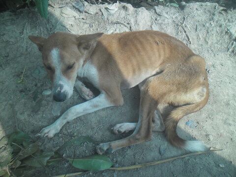 Emaciated stray dog resting on sandy ground, a sad sight of neglect
