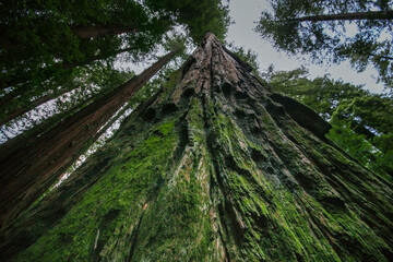 Towering Moss-Covered Coast Redwood Tree (Sequoia sempervirens) in Northern California Forest