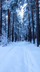 Snow-covered coniferous forest in early morning with soft blue light, frost on branches, and untouched white ground