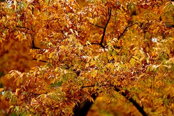 黄金色に紅葉する欅の木　