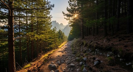 Fototapeta premium Sunlight filters through tall pine trees illuminating a forest path with golden light