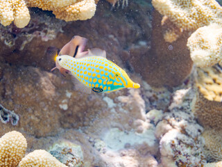 テングカワハギ, Harlequin filefish, Orange spotted filefish Oxymonacanthus longirostris, カワハギ科,
可愛いペア。
美しいサンゴ礁と熱帯魚の群れ。
嘉比島沖縄県
島尻郡慶良間諸島座間味島-2025
サンゴの産卵があり卵が漂う。沖縄本島から40km西方の諸島。30以上の島嶼群全体が国立公園に指定。珊瑚礁の青い海と白い砂浜。