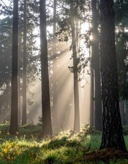 Sunlight through tall pine trees in a misty coniferous forest with soft morning light and dew on the forest floor