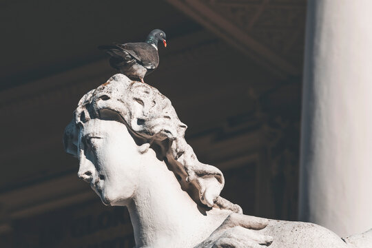 pidgeon  on the head of a statue