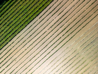 Top-down aerial view of currant and grape plantation with geometric field patterns