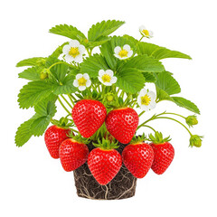 Fresh strawberry plant with ripe fruits isolated on transparent background, healthy food