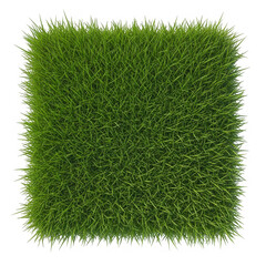 Square patch of green grass isolated on transparent background, top down view