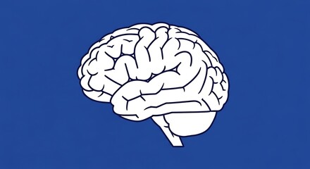 Brain isolated on white background represents intelligence and creativity