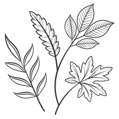 Elegant hand drawn botanical illustration of three different types of leaves on white background