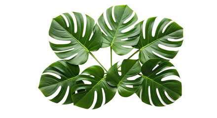 Monstera Deliciosa Plant with Large Green Leaves 1.