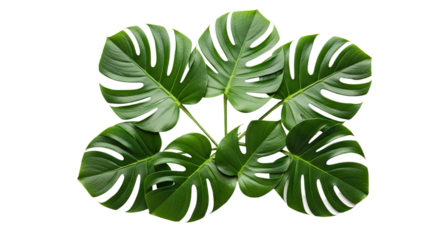 Monstera Deliciosa Plant with Large Green Leaves 1.