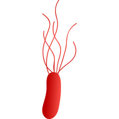 Red Bacteria Illustration with Multiple Flagella on Transparent Background Detailed Scientific Representation