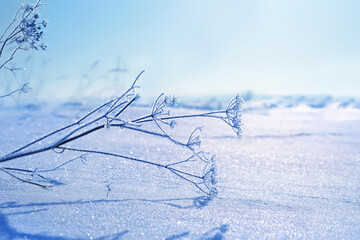 beautiful gentle winter landscape with dry plant covered crystallized snow. frozen field grass in snow close up, abstract nature background. cold frosty weather. new year, Christmas holidays