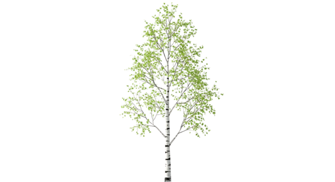 Birch tree with green leaves isolated on transparent background