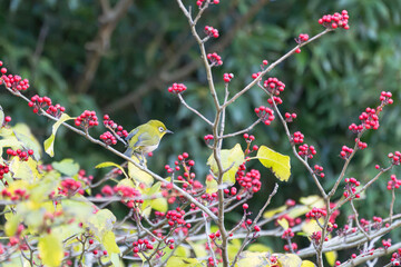赤い木の実を食べるメジロ