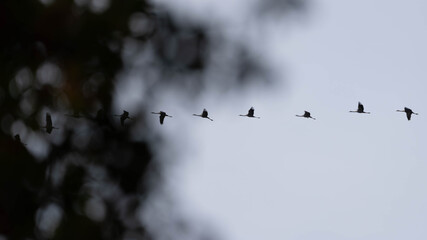 Flight of the Cranes in 2025 - Moody Picture - Follow the Leader. High quality photo