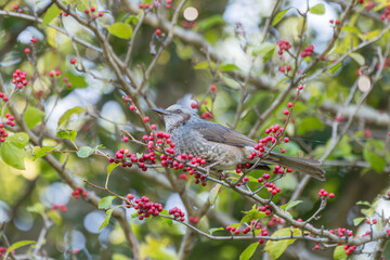 赤い木の実を食べるヒヨドリ