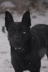 black dog in snow