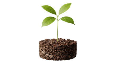 Small plant growing in soil isolated on transparent background