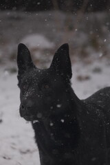 wolf in the snow