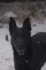 dog in snow