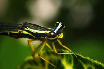 Extreme Macro Portrait of Yellow and Black Damselfly on Leaf