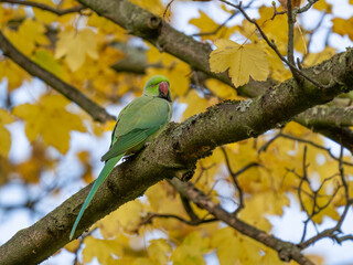 Ring Necked Parakeet in a yellow Autumn Tree 2025. High quality photo