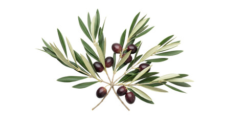 Olive Branch with Black Olives and Green Leaves Isolated on White Background 5.