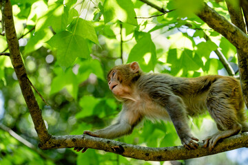 Urban macaques eating human food in Qianlingshan Park, Guiyang, China