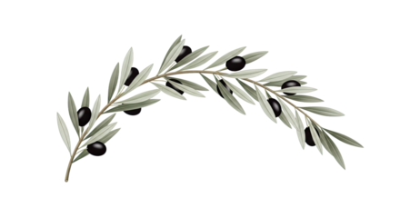 Olive Branch with Black Olives and Leaves Illustration.