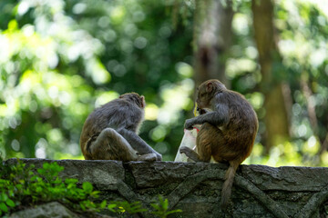 Urban macaques eating human food in Qianlingshan Park, Guiyang, China