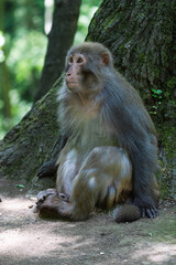 Urban macaques eating human food in Qianlingshan Park, Guiyang, China