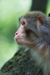 Urban macaques eating human food in Qianlingshan Park, Guiyang, China