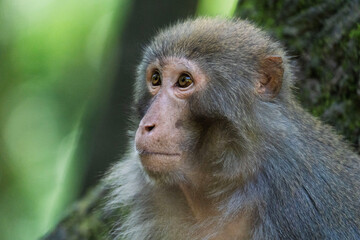 Urban macaques eating human food in Qianlingshan Park, Guiyang, China