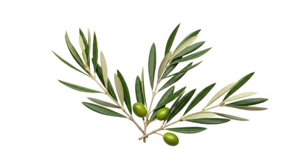 Olive Branch with Green Olives Isolated on White Background 1.
