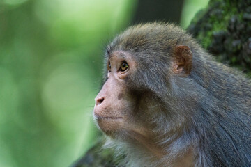 Urban macaques eating human food in Qianlingshan Park, Guiyang, China