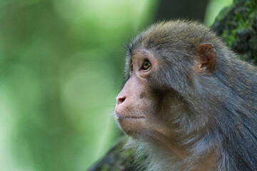 Urban macaques eating human food in Qianlingshan Park, Guiyang, China