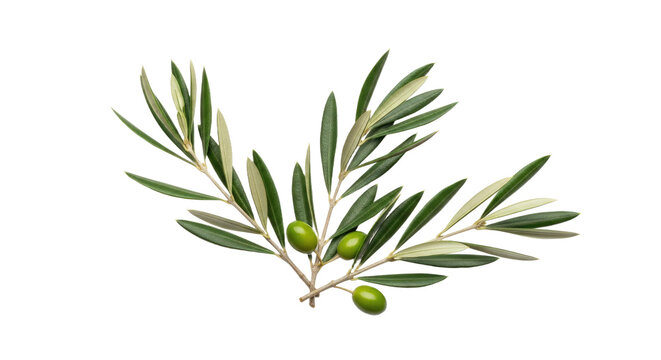 Olive Branch with Green Olives Isolated on White Background 1.
