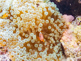 可愛いハマクマノミ, Tomato clownfish, Amphiprion frenatus,...