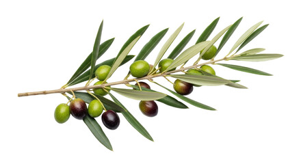 Olive Branch with Ripe and Unripe Olives on White Background.