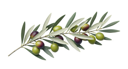Olive Branch with Ripe and Unripe Olives.