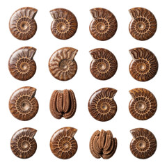 Meticulously arranged collection of terracotta fossilized ammonites and crinoids on a transparent background, soft studio light, macro details, concept of ancient marine life and scientific