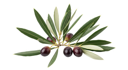 Olive Branch with Ripe Olives Isolated on White Background.