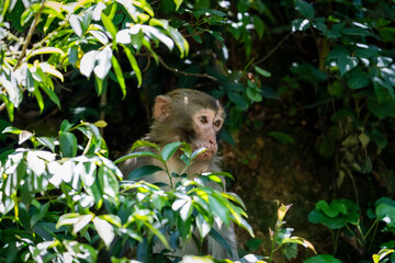 Urban macaques eating human food in Qianlingshan Park, Guiyang, China