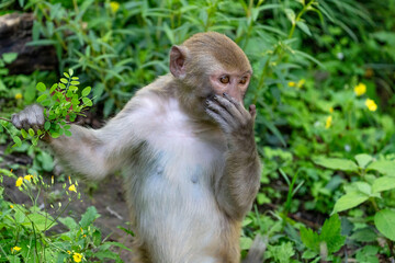 Urban macaques eating human food in Qianlingshan Park, Guiyang, China