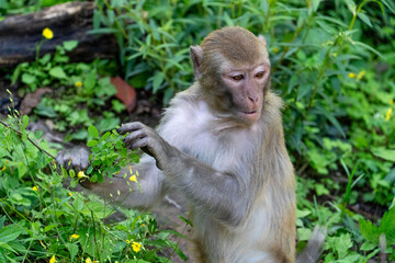 Urban macaques eating human food in Qianlingshan Park, Guiyang, China